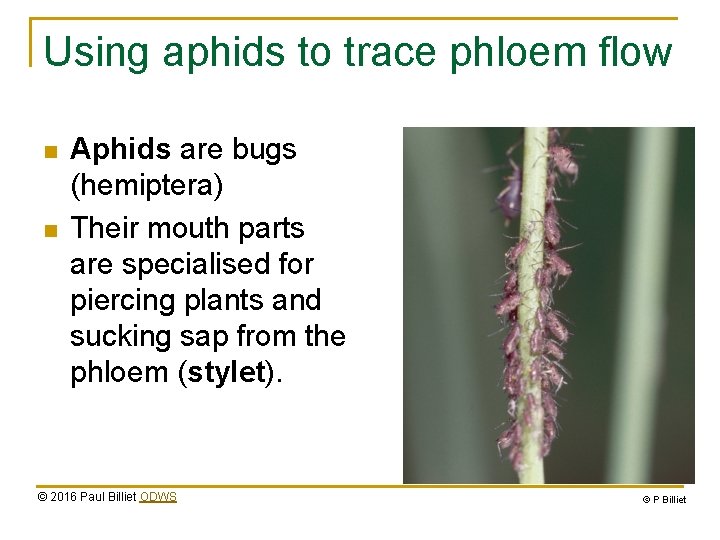 Using aphids to trace phloem flow n n Aphids are bugs (hemiptera) Their mouth