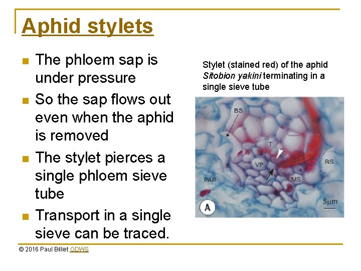 Aphid stylets n n The phloem sap is under pressure So the sap flows