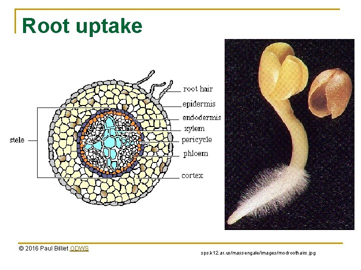 Root uptake © 2016 Paul Billiet ODWS sps. k 12. ar. us/massengale/images/modroothairs. jpg 