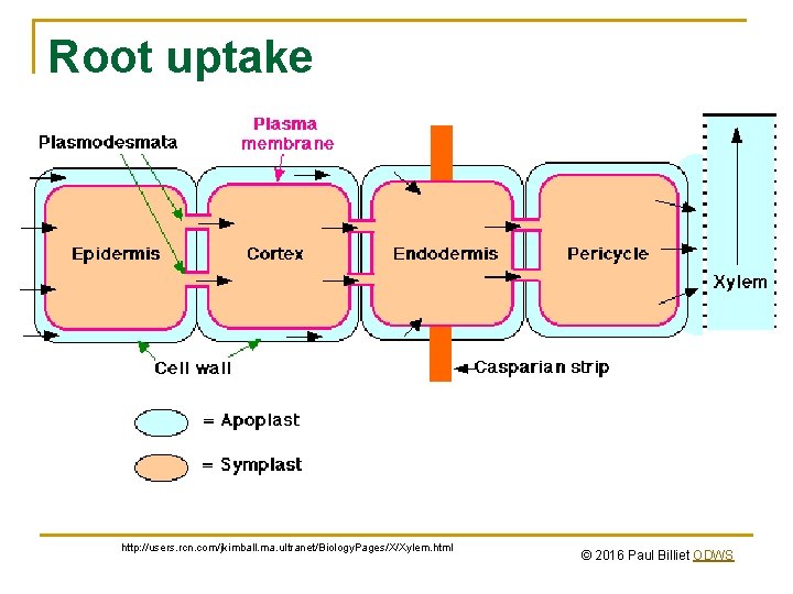 Root uptake http: //users. rcn. com/jkimball. ma. ultranet/Biology. Pages/X/Xylem. html © 2016 Paul Billiet