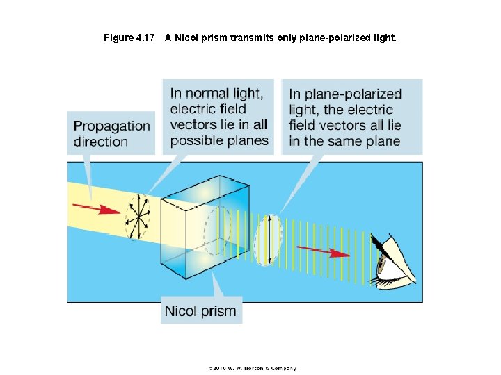 Figure 4. 17 A Nicol prism transmits only plane-polarized light. 