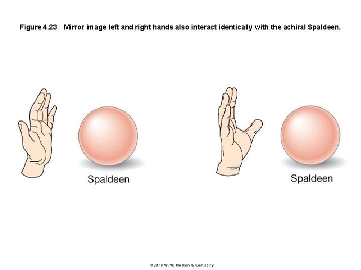 Figure 4. 23 Mirror image left and right hands also interact identically with the achiral