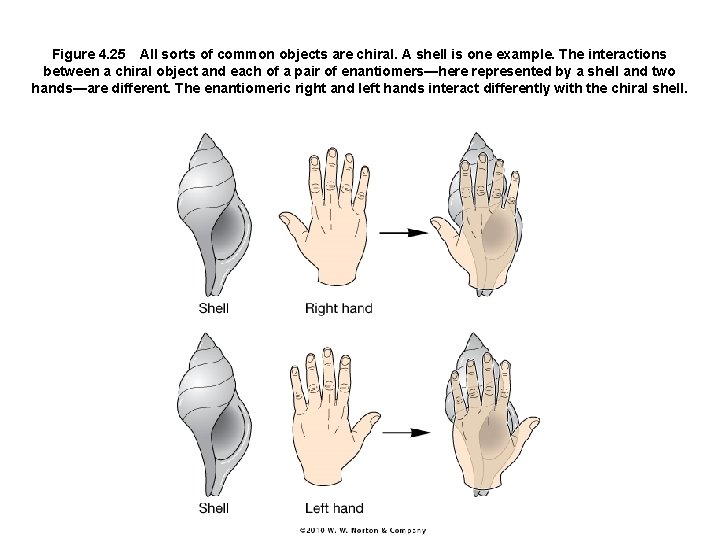 Figure 4. 25 All sorts of common objects are chiral. A shell is one example.