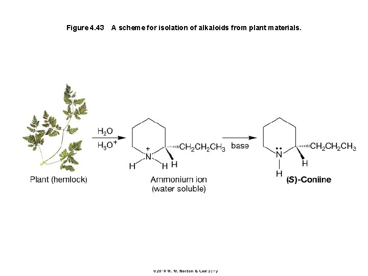 Figure 4. 43 A scheme for isolation of alkaloids from plant materials. 