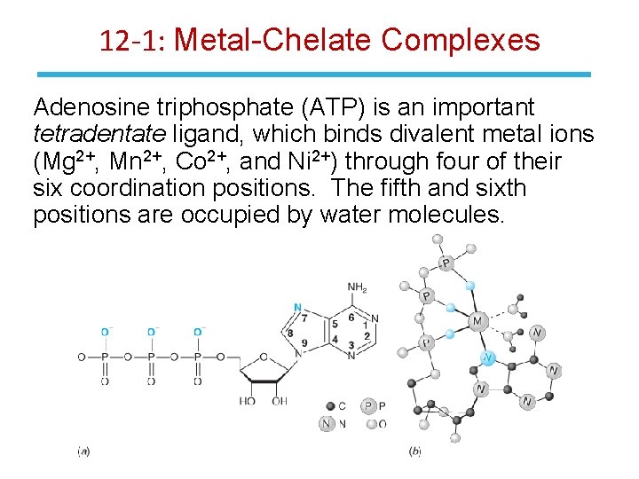 12 -1: Metal-Chelate Complexes Adenosine triphosphate (ATP) is an important tetradentate ligand, which binds