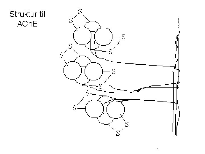 Struktur til ACh. E 