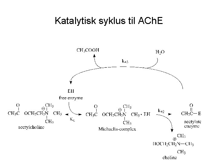 Katalytisk syklus til ACh. E 