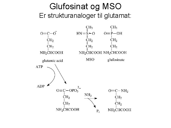 Glufosinat og MSO Er strukturanaloger til glutamat: 