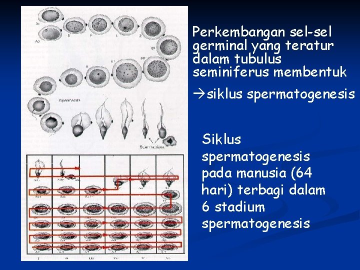 Perkembangan sel-sel germinal yang teratur dalam tubulus seminiferus membentuk siklus spermatogenesis Siklus spermatogenesis pada