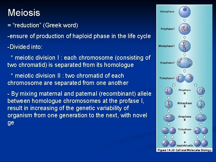 Meiosis = “reduction” (Greek word) -ensure of production of haploid phase in the life