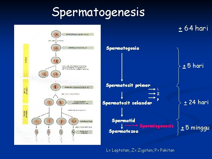 Spermatogenesis + 64 hari Spermatogonia + 5 hari Spermatosit primer Spermatosit sekunder Spermatid Spermatozoa