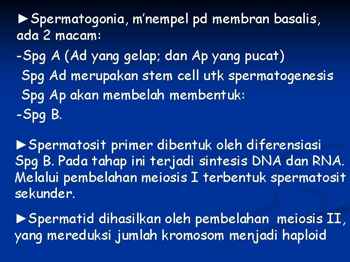 ►Spermatogonia, m’nempel pd membran basalis, ada 2 macam: -Spg A (Ad yang gelap; dan