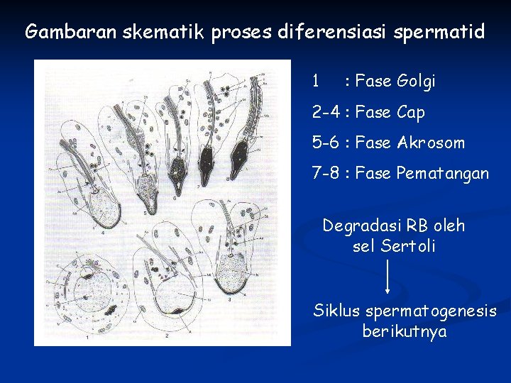Gambaran skematik proses diferensiasi spermatid 1 : Fase Golgi 2 -4 : Fase Cap