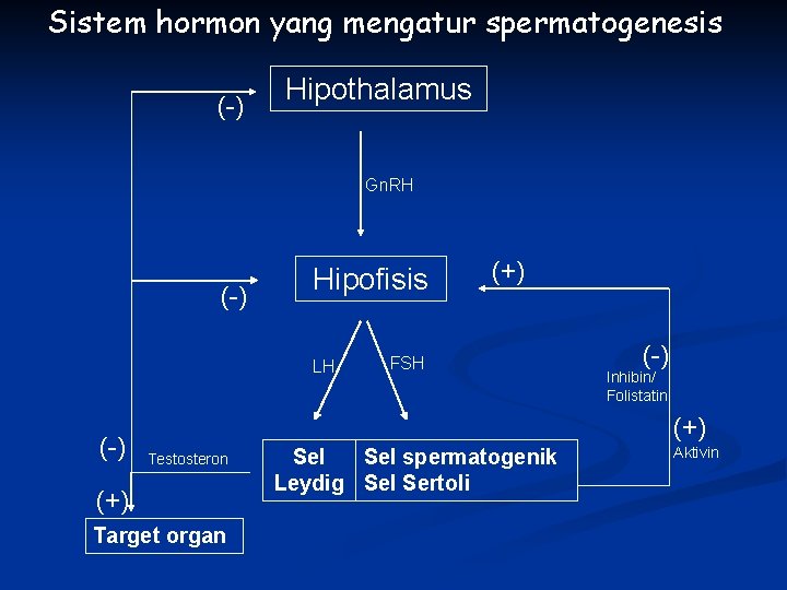 Sistem hormon yang mengatur spermatogenesis (-) Hipothalamus Gn. RH (-) Hipofisis LH (-) (+)