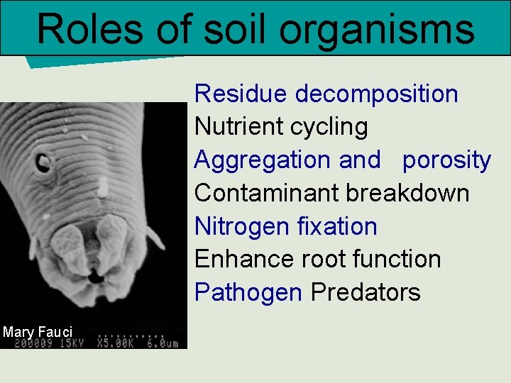 Roles of soil organisms Residue decomposition Nutrient cycling Aggregation and porosity Contaminant breakdown Nitrogen