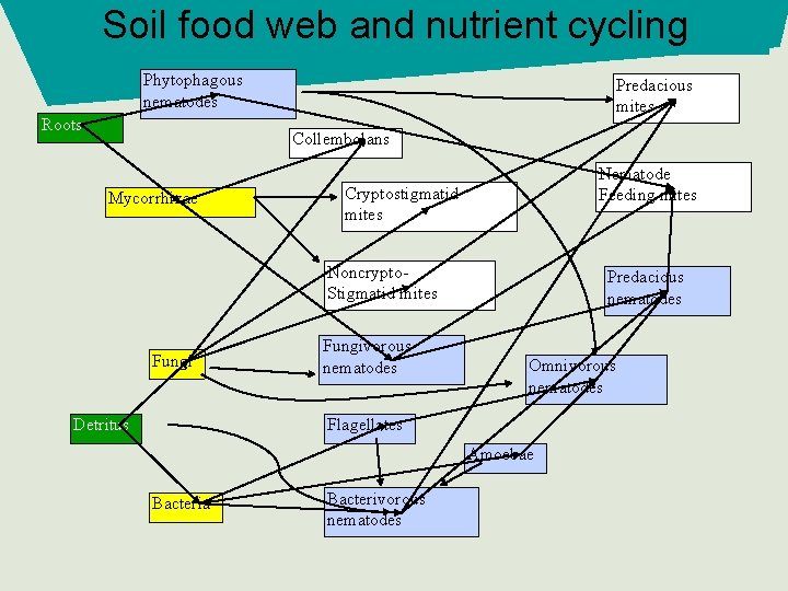 Soil food web and nutrient cycling Phytophagous nematodes Roots Predacious mites Collembolans Mycorrhizae Nematode