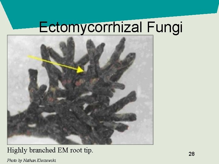 Ectomycorrhizal Fungi Highly branched EM root tip. Photo by Nathan Kleczewski. 28 