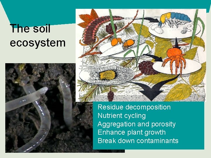 The soil ecosystem Residue decomposition Nutrient cycling Aggregation and porosity Enhance plant growth Break