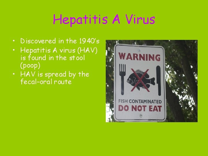 Hepatitis A Virus • Discovered in the 1940’s • Hepatitis A virus (HAV) is