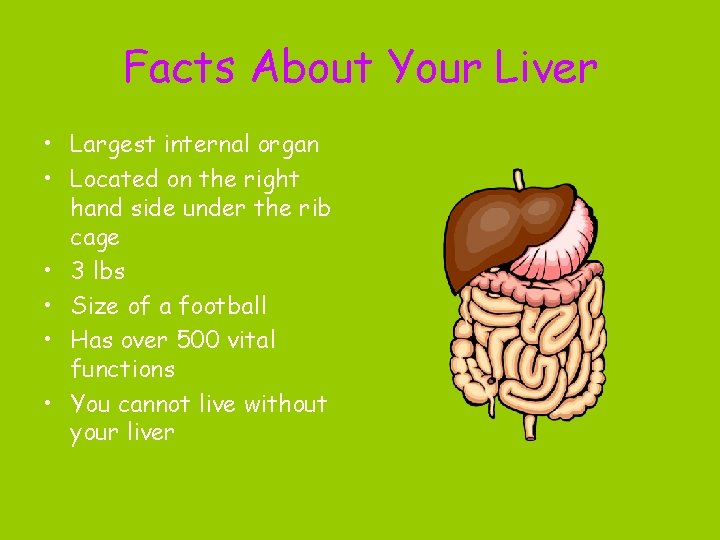 Facts About Your Liver • Largest internal organ • Located on the right hand