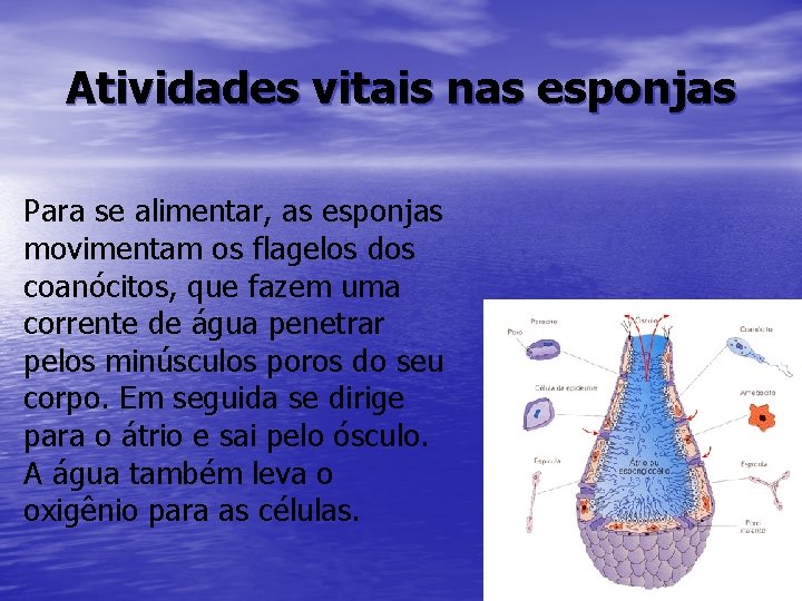 Atividades vitais nas esponjas Para se alimentar, as esponjas movimentam os flagelos dos coanócitos,