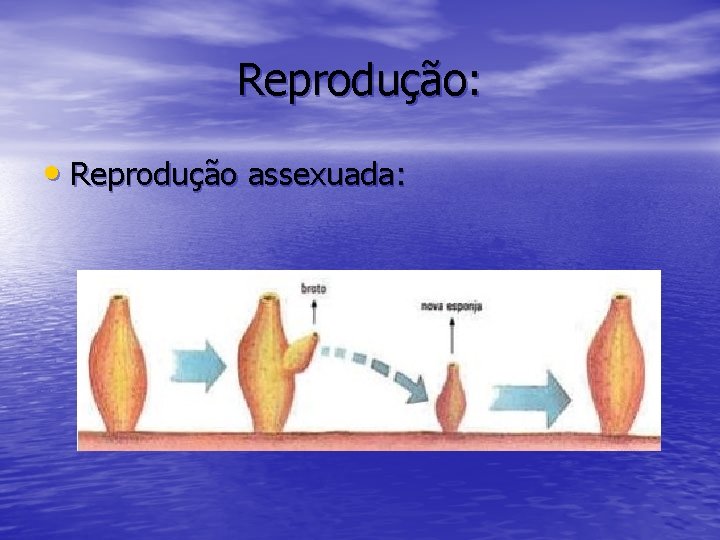 Reprodução: • Reprodução assexuada: 