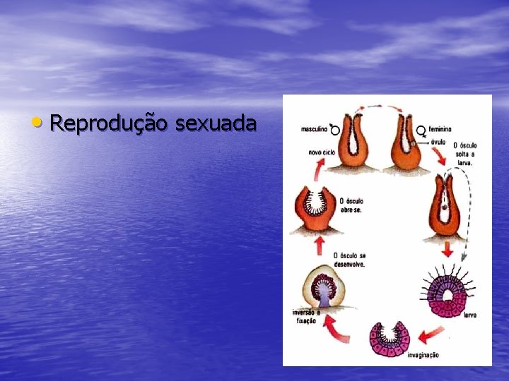  • Reprodução sexuada 