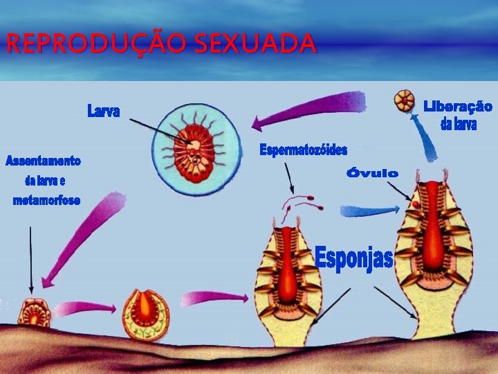 REPRODUÇÃO SEXUADA 