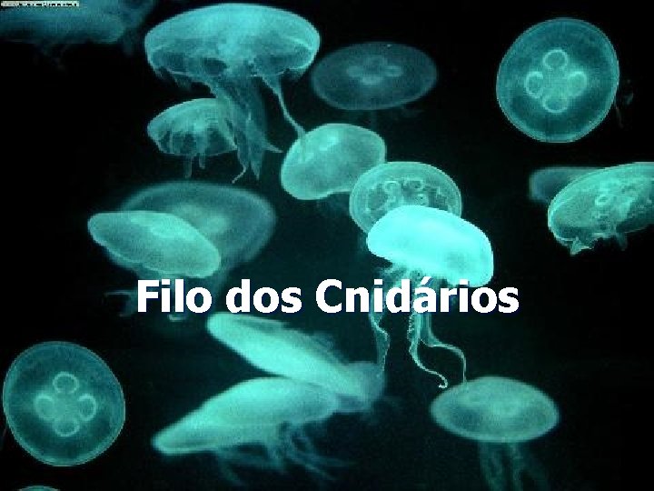 Filo dos Cnidários 