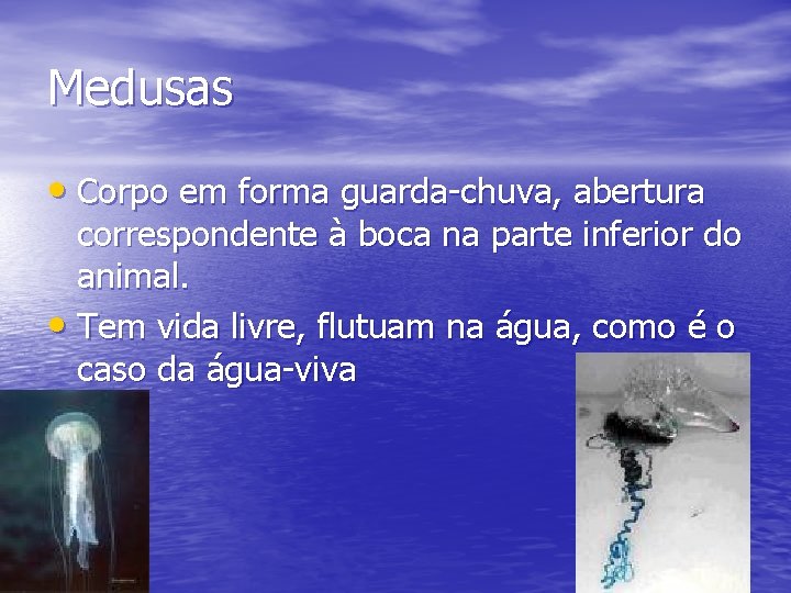 Medusas • Corpo em forma guarda-chuva, abertura correspondente à boca na parte inferior do