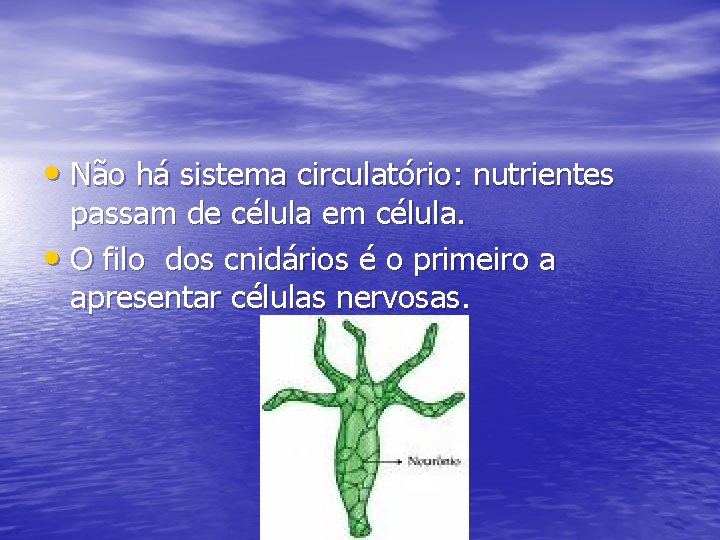  • Não há sistema circulatório: nutrientes passam de célula em célula. • O