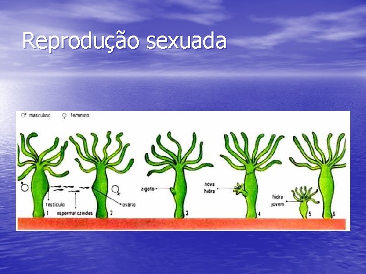 Reprodução sexuada 