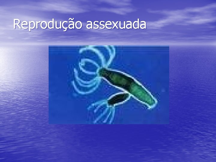 Reprodução assexuada 