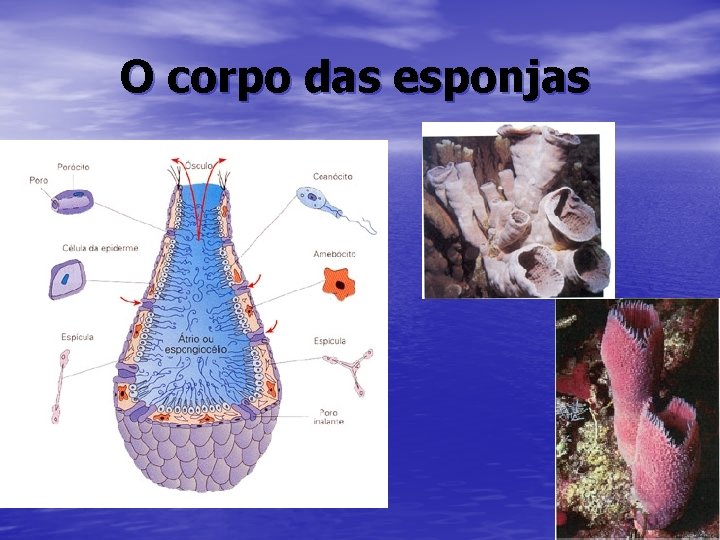 O corpo das esponjas 