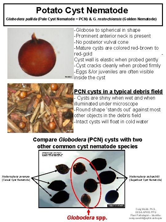 Potato Cyst Nematode Globodera pallida (Pale Cyst Nematode = PCN) & G. rostochiensis (Golden