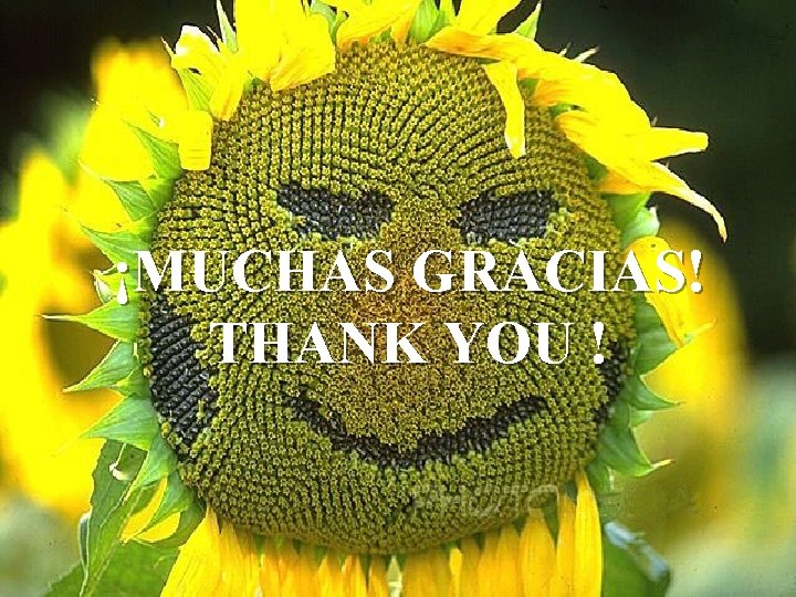 ¡MUCHAS GRACIAS! THANK YOU ! 