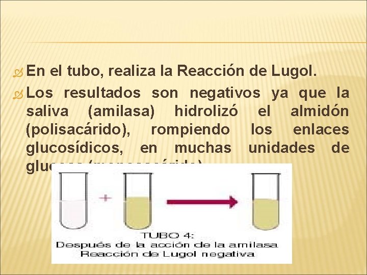  En el tubo, realiza la Reacción de Lugol. Los resultados son negativos ya