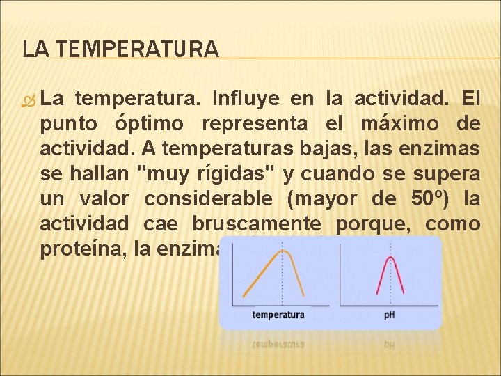 LA TEMPERATURA La temperatura. Influye en la actividad. El punto óptimo representa el máximo