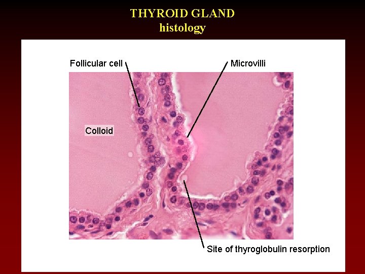 THYROID GLAND histology Follicular cell Microvilli Colloid Site of thyroglobulin resorption 