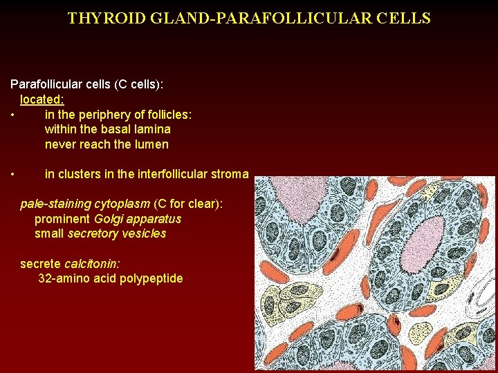 THYROID GLAND-PARAFOLLICULAR CELLS Parafollicular cells (C cells): located: • in the periphery of follicles: