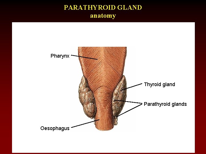 PARATHYROID GLAND anatomy Pharynx Thyroid gland Parathyroid glands Oesophagus 