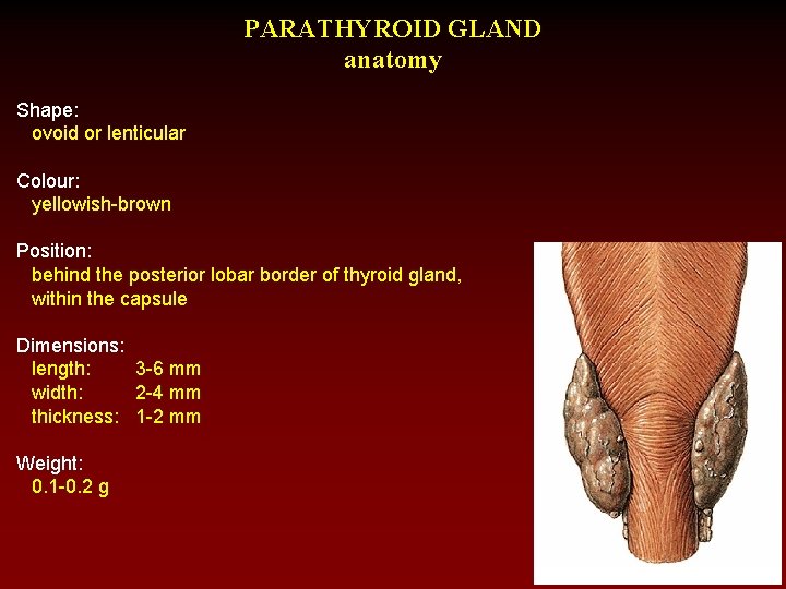 PARATHYROID GLAND anatomy Shape: ovoid or lenticular Colour: yellowish-brown Position: behind the posterior lobar