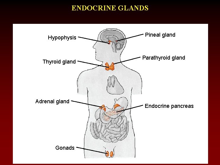 ENDOCRINE GLANDS Hypophysis Thyroid gland Adrenal gland Gonads Pineal gland Parathyroid gland Endocrine pancreas