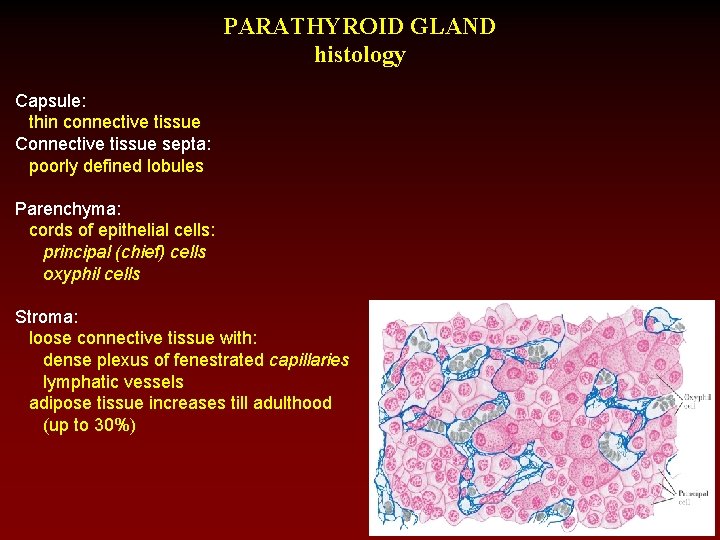 PARATHYROID GLAND histology Capsule: thin connective tissue Connective tissue septa: poorly defined lobules Parenchyma: