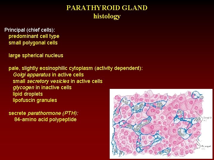 PARATHYROID GLAND histology Principal (chief cells): predominant cell type small polygonal cells large spherical