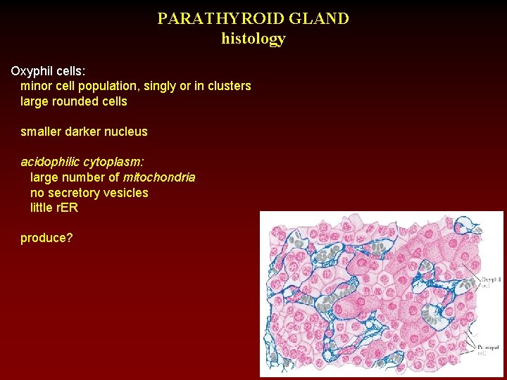 PARATHYROID GLAND histology Oxyphil cells: minor cell population, singly or in clusters large rounded