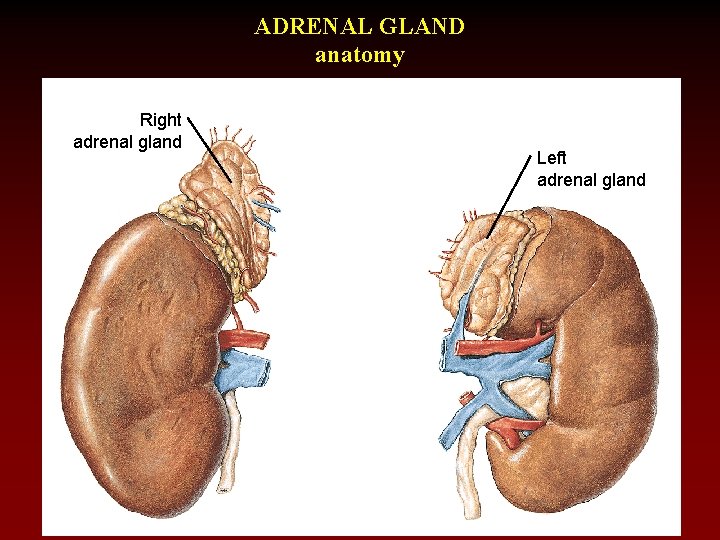 ADRENAL GLAND anatomy Right adrenal gland Left adrenal gland 