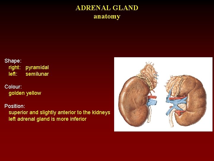 ADRENAL GLAND anatomy Shape: right: pyramidal left: semilunar Colour: golden yellow Position: superior and