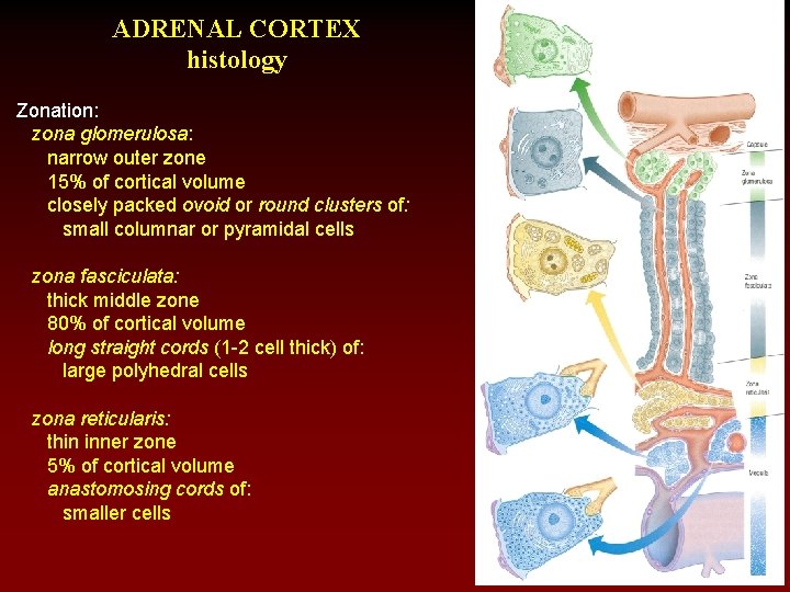 ADRENAL CORTEX histology Zonation: zona glomerulosa: narrow outer zone 15% of cortical volume closely