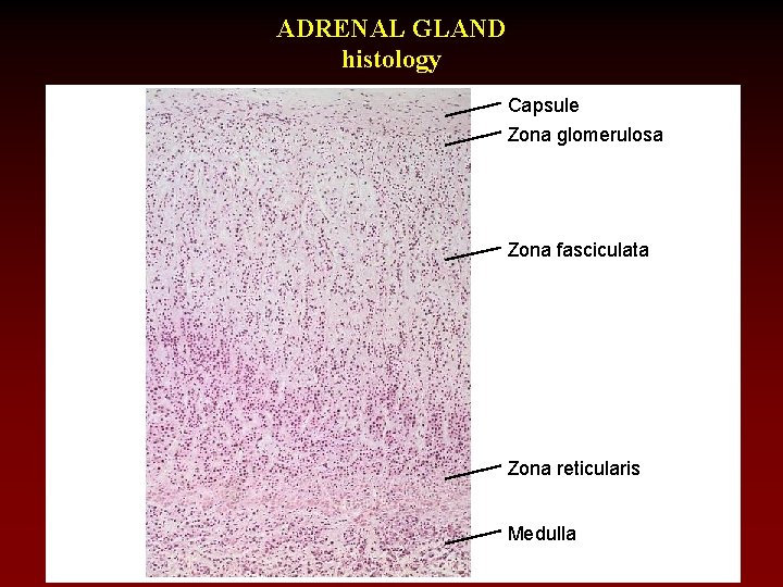 ADRENAL GLAND histology Capsule Zona glomerulosa Zona fasciculata Zona reticularis Medulla 